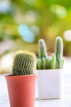 Cactus Stock Photos