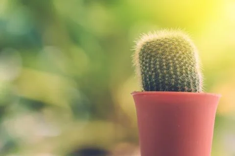 Cactus Stock Photos