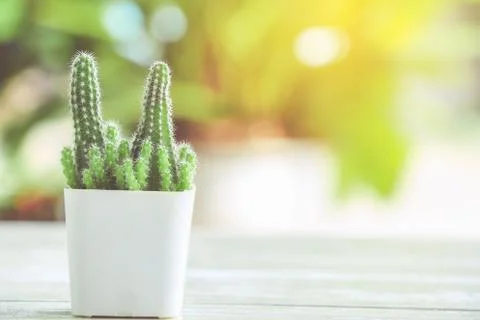 Cactus Stock Photos