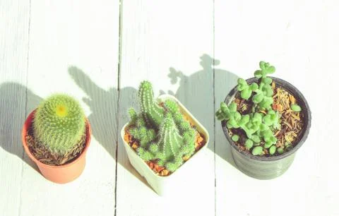 Cactus Stock Photos
