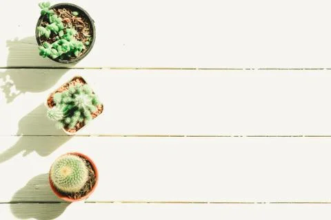 Cactus Stock Photos