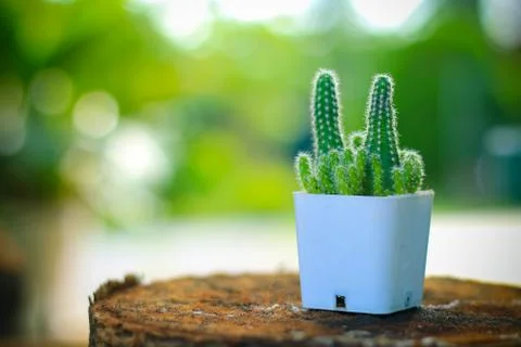 Cactus Stock Photos