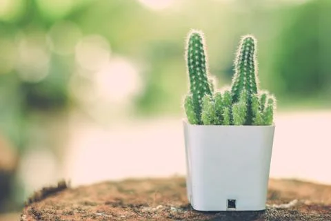 Cactus Stock Photos