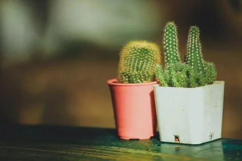 Cactus Stock Photos