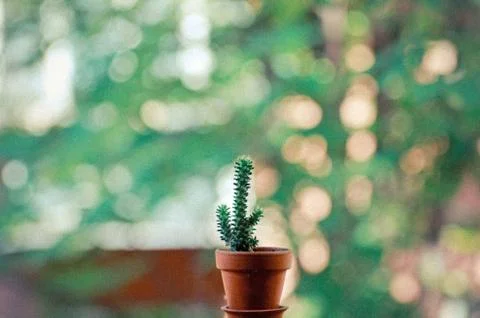 Cactus 스톡 사진