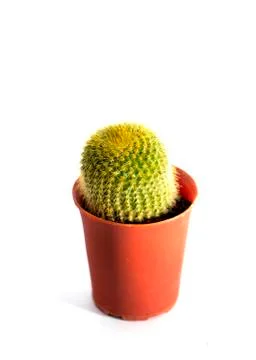 Cactus Stock Photos