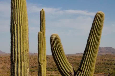 Cactus Stock Photos