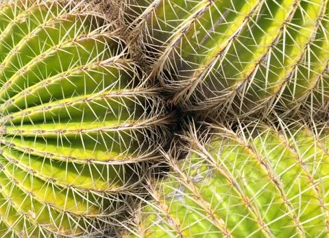 Cactus Stock Photos