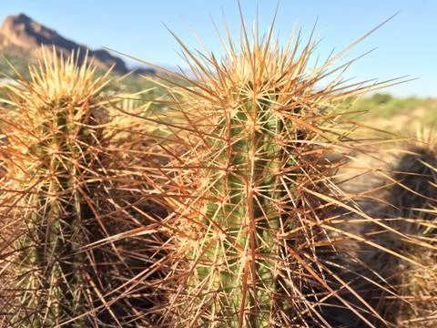 Cactus on Stock Photos