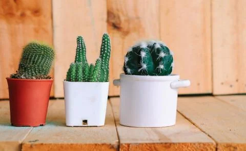 Cactus Stock Photos