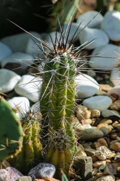 Cactus Stock Photos