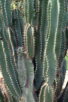 Cactus Stock Photos