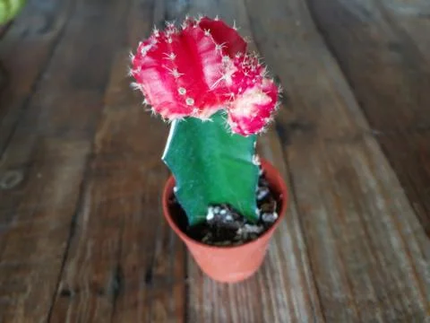 Cactus. Stock Photos