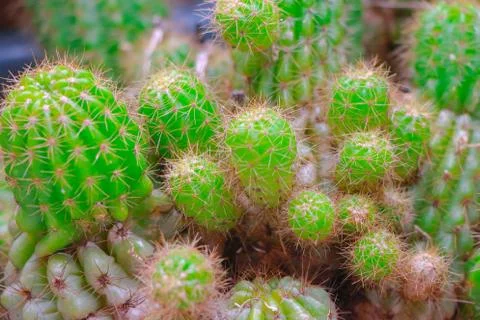 Cactus Stock Photos