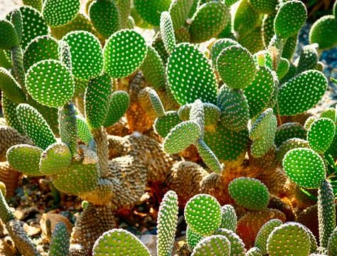 Cactus Stock Photos