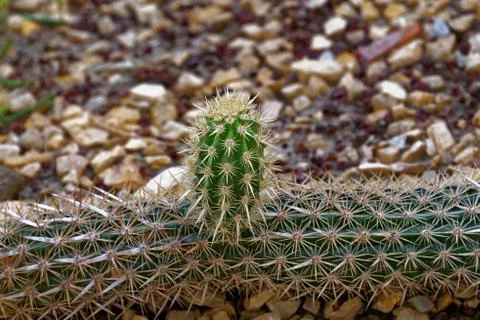 Cactus Stock Photos