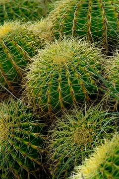 Cactus Stock Photos