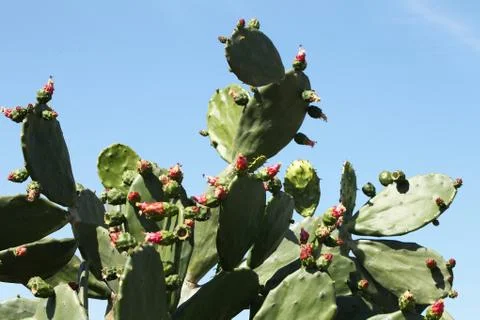 Cactus Stock Photos
