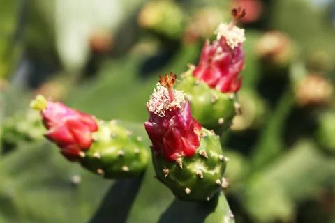 Cactus Stock Photos