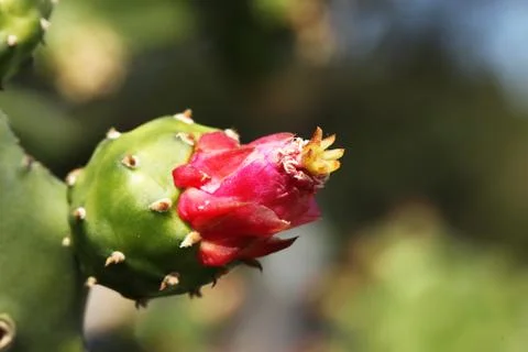 Cactus Stock Photos