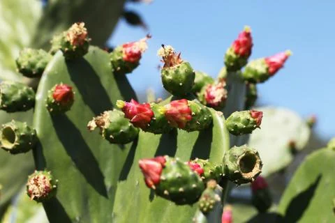 Cactus Stock Photos