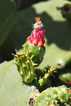 Cactus Stock Photos
