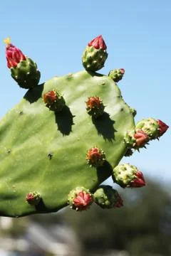 Cactus Stock Photos