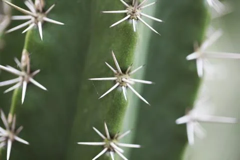Cactus Stock Photos