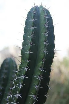 Cactus Stock Photos