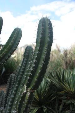 Cactus Stock Photos