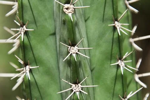 Cactus Stock Photos