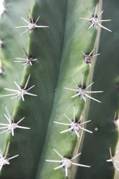 Cactus Stock Photos