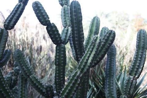 Cactus Stock Photos