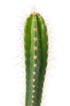 Cactus Stock Photos