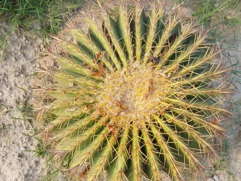 Cactus Stock Photos