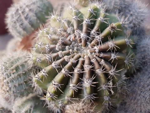 Cactus Stock Photos