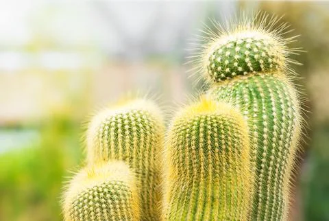Cactus Stock Photos