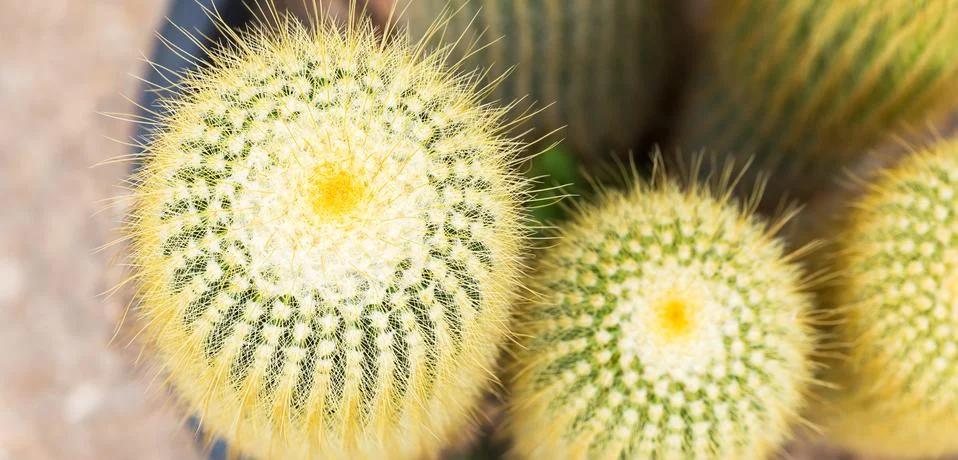 Cactus Stock Photos
