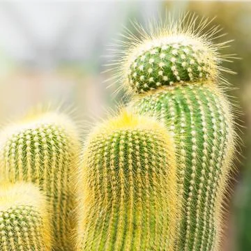 Cactus Stock Photos