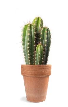 Cactus Stock Photos