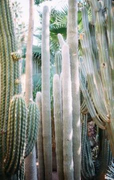 Cactus Stock Photos