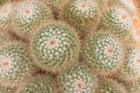 Cactus Fotos de archivo