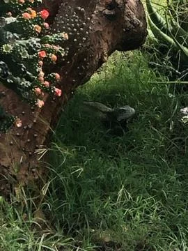 Cactus 스톡 사진