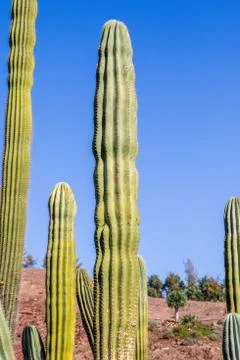 Cactus Stock Photos