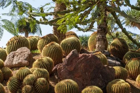 Cactus Stock Photos