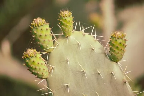 Cactus Stock Photos