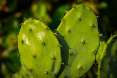 Cactus Stock Photos