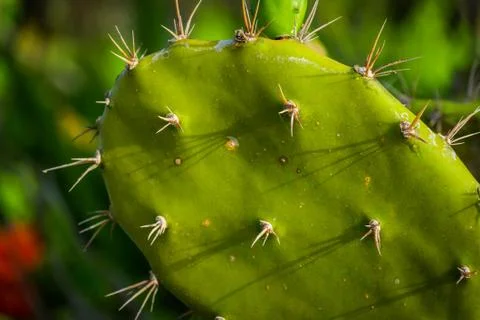 Cactus Stock Photos