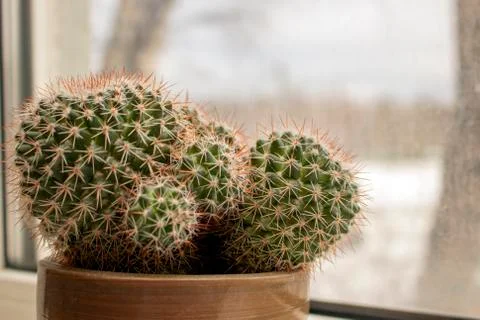 Cactus. Stock Photos