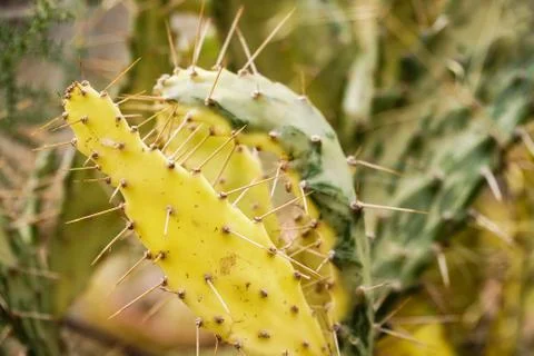 Cactus Stock Photos